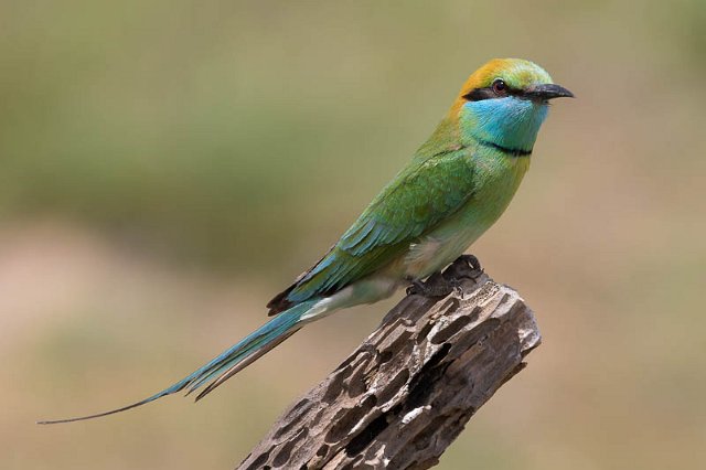 Green Bee-eater-9138.jpg